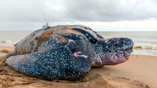 Guyane: inauguration d'une écloserie pour les tortues luth menacées