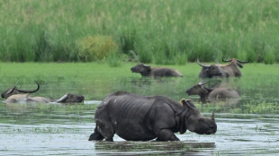 India floods swamp national park, killing six rhinos