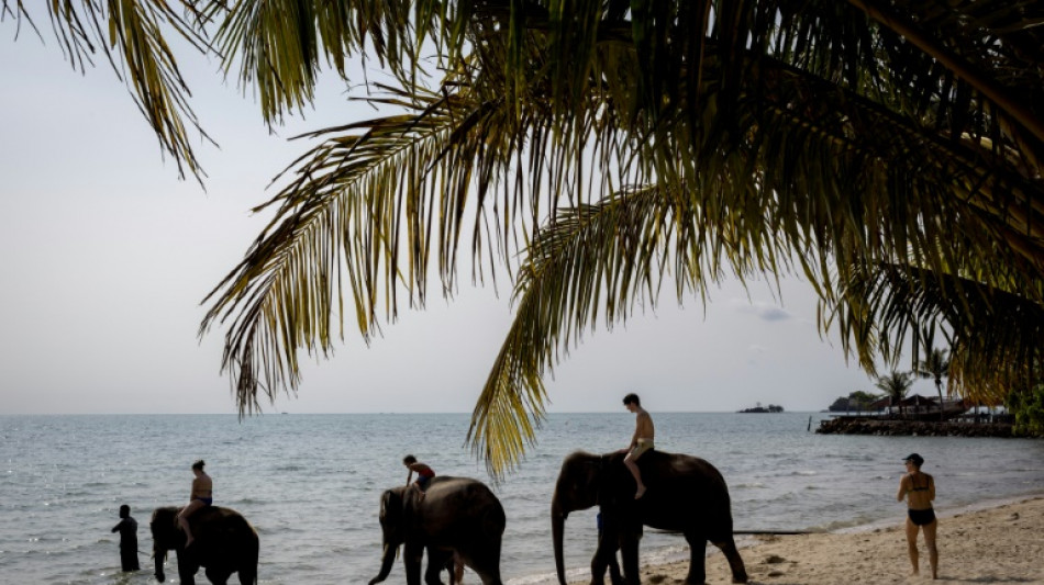 Un cuidador tailandés es acusado de negligencia tras muerte de turista española por un elefante