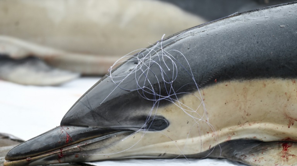 Golfe de Gascogne: un mois sans pêche pour préserver les dauphins