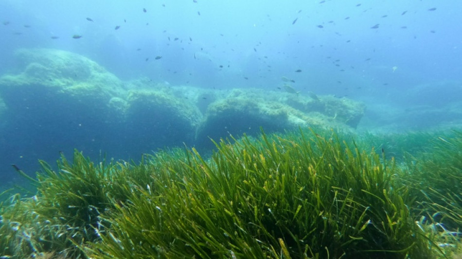 La justice française reconnaît le préjudice écologique d'atteinte à l'herbier de posidonie