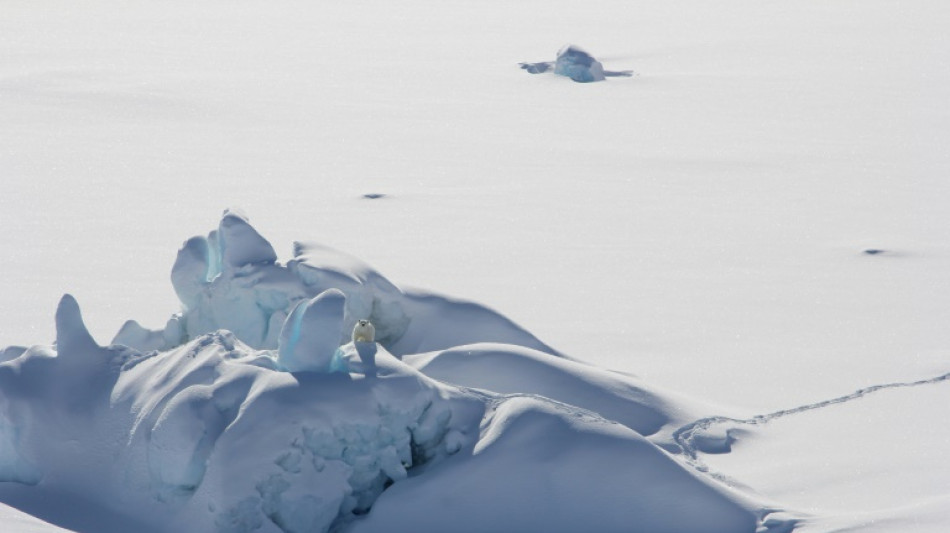 Scientists find new population of polar bears in sea-ice free region