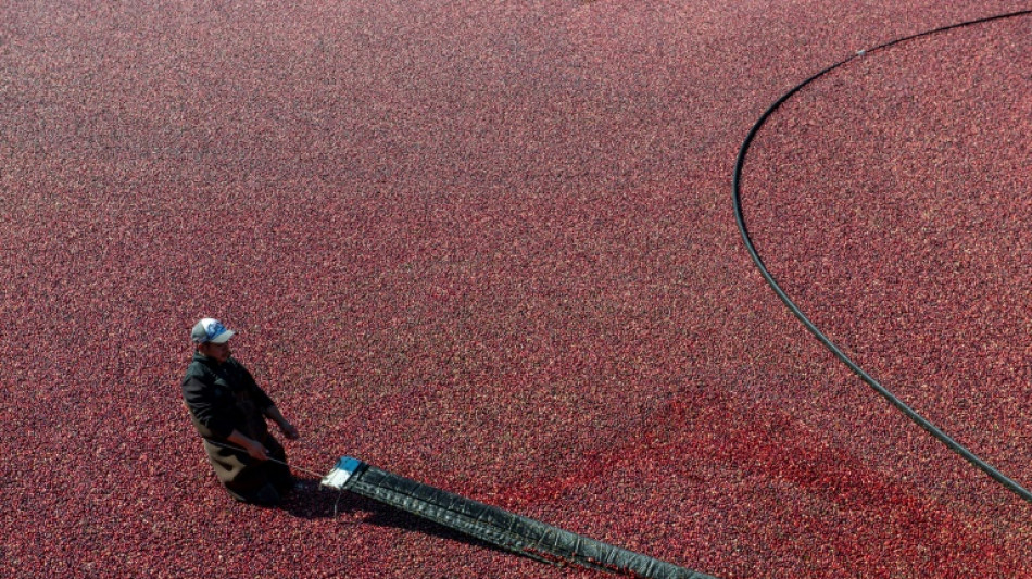 Para el Día de Acción de Gracias, productores de arándanos se adaptan al cambio climático