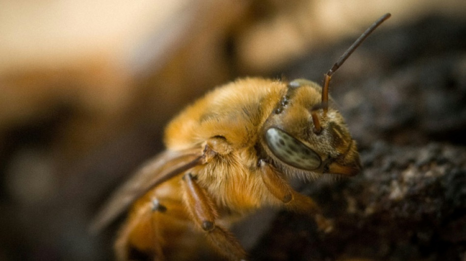 Brazil buzzing over potential of its native bees 