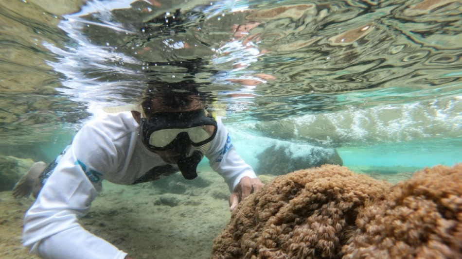 Deadly invader devastating Venezuelan coral reefs