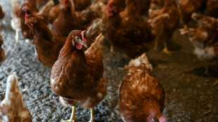 Quatre nouveaux cas humains de grippe aviaire confirmés aux Etats-Unis