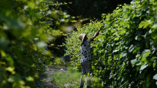 China wine industry looks to breed climate resilience