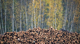 WWF blasts Sweden, Finland over logging practices