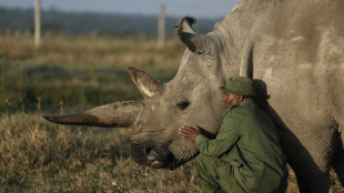 'We will save them': The quest to rescue nearly extinct rhino