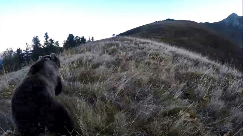 Chasseurs jugés à Foix: les parties civiles demandent réparation pour la mort de l'ours