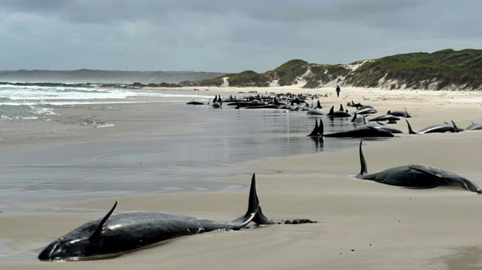 157 Delfine in Australien gestrandet - Tiere müssen eingeschläfert werden