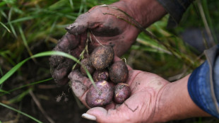 En Colombie, 50 nuances de pommes de terre