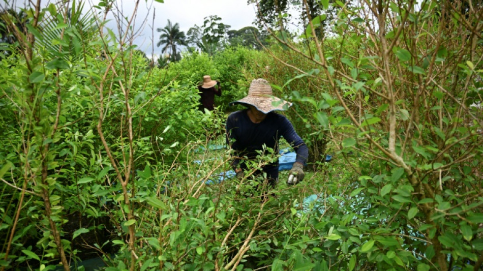 Produção de cocaína bate recorde histórico na Colômbia