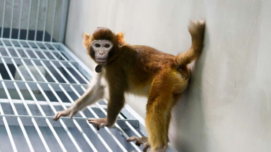 Scientists clone first rhesus monkey using new method