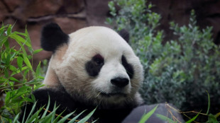 Finnish zoo to return pandas to China early