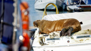 Sonnenhungriges Walross Freya in Norwegen eingeschläfert