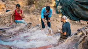 Hallado en Portugal un enorme dinosaurio saurópodo