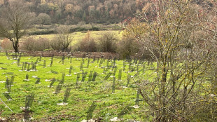 Mase lancia RiforestAzione per piantare 4,5 milioni di alberi