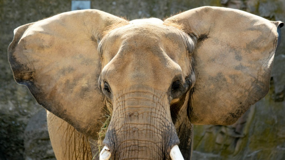 Ein Elefant vergisst nie: Studie bestätigt sprichwörtliches Elefantengedächtnis