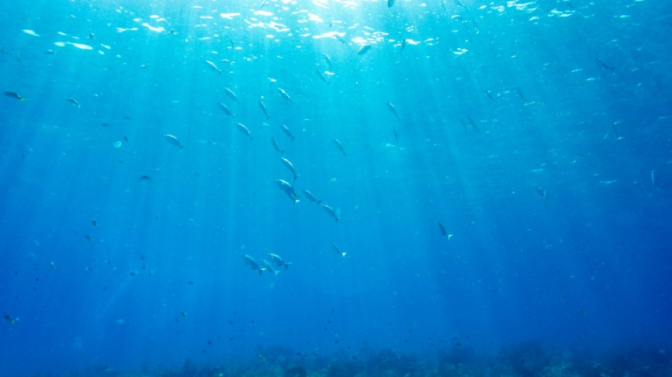 Adagio in sea: Coral larvae 'settle near sounds of healthy reefs'