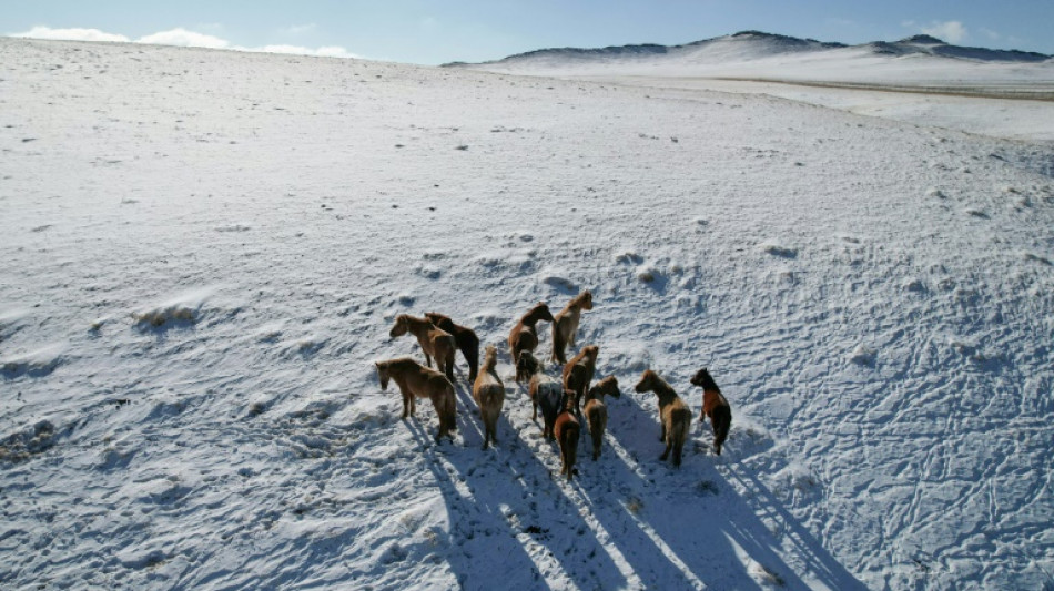 En la estepa de Mongolia, el cambio climático lleva al límite a los pastores