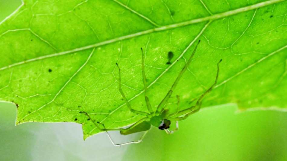 Supermarktmitarbeiter in Rees findet exotische Spinne in Bananenkarton