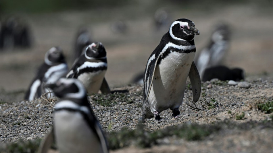 Fazendeiro é condenado na Argentina por matança de centenas de pinguins