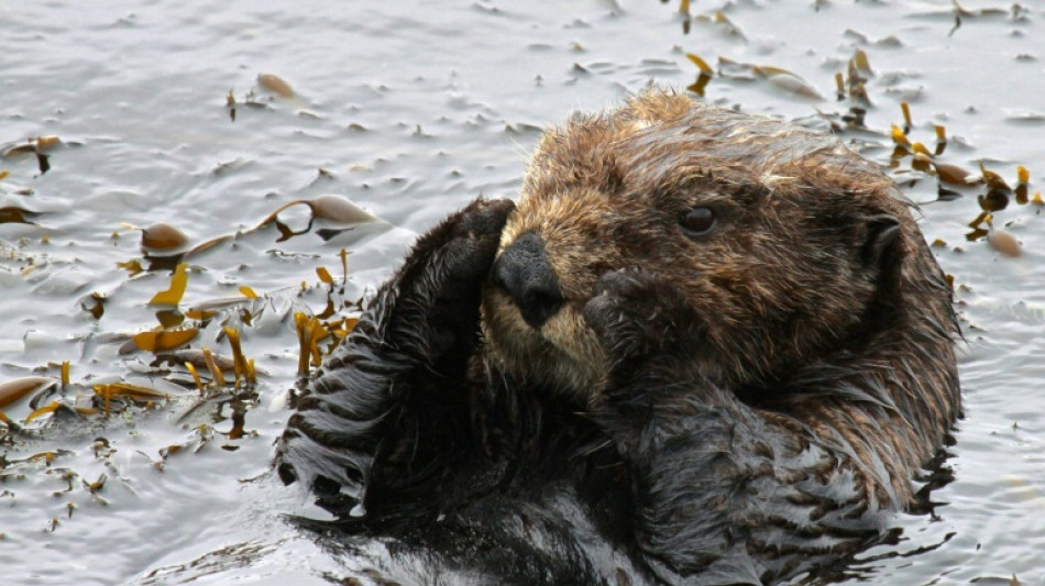 Nutria marina agresiva causa conmoción en playas de California