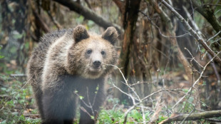 En Roumanie, un sanctuaire des ours confronté au retour de la chasse