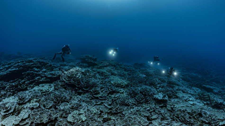 'Remarkable' giant coral reef found off Tahiti