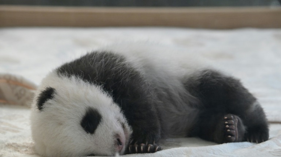 Pandazwillinge in Berliner Zoo erstmals Öffentlichkeit präsentiert