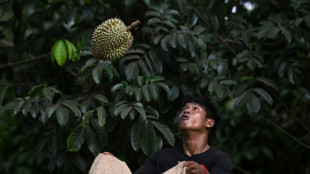 En Thaïlande, la vague de chaleur étouffe les producteurs de durians