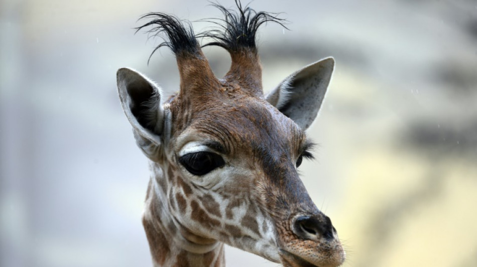 Niger's threatened giraffes find new home