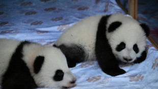 Pandazwillinge in Berliner Zoo dürfen zum Klettern nach draußen