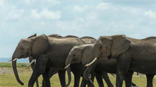 Les éléphants s'appellent entre eux avec un nom