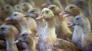 Grippe aviaire: des vaccins "très efficaces" sur les canards