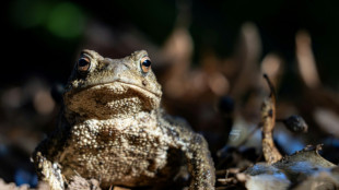 Steigende Temperaturen: Kröten gehen auf Wanderschaft