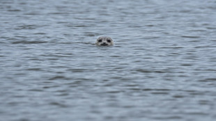 Seehundbestand im niedersächsischen Wattenmeer auf hohem Niveau stabil